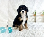 Image preview for Ad Listing. Nickname: Bonzo