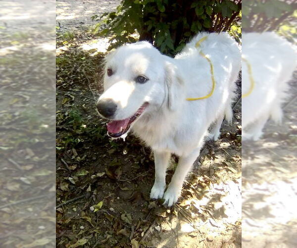 Medium Photo #3 Great Pyrenees Puppy For Sale in Spring, TX, USA