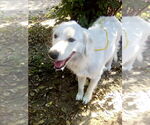 Small #2 Great Pyrenees
