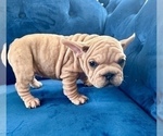 Small Photo #6 French Bulldog Puppy For Sale in ANCHORAGE, AK, USA