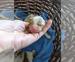 Small Photo #22 Miniature Australian Shepherd Puppy For Sale in SPENCER, TN, USA