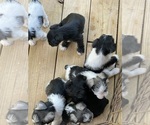 Small #4 Schnauzer (Miniature)