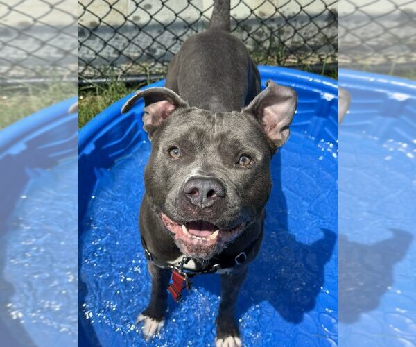 Medium Photo #6 American Pit Bull Terrier-Unknown Mix Puppy For Sale in Millersville, MD, USA