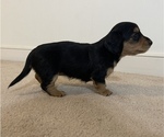 Small Photo #7 Dachshund Puppy For Sale in MECHANICSVILLE, VA, USA