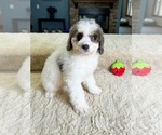 Small Photo #5 Bernedoodle (Miniature) Puppy For Sale in GREENWOOD, IN, USA
