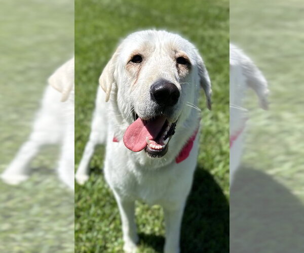 Medium Photo #1 Great Pyrenees Puppy For Sale in Spring, TX, USA