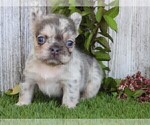 Small #3 French Bulldog
