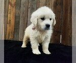 Small Photo #4 English Cream Golden Retriever Puppy For Sale in MILLERSBURG, OH, USA