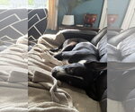 Small #1 Mutt