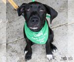 Small #17 Labrador Retriever Mix