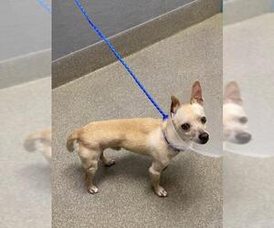 Chihuahua-Unknown Mix Dogs for adoption in Las Vegas, NV, USA