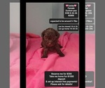 Image preview for Ad Listing. Nickname: Zeilda