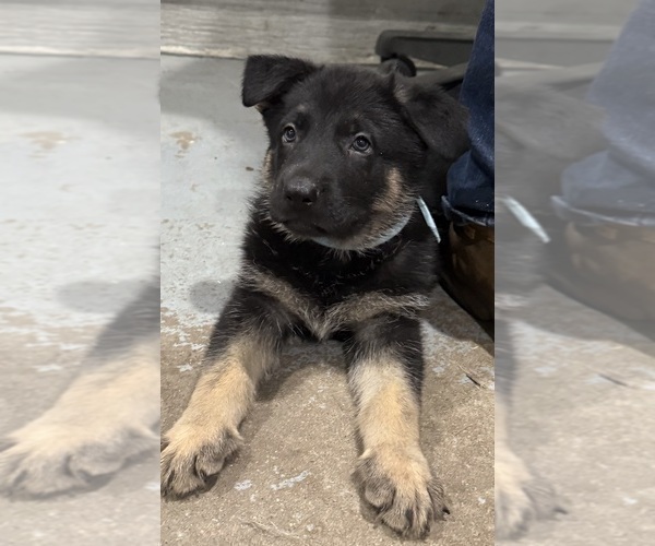 Medium Photo #2 German Shepherd Dog Puppy For Sale in BRIGHTON, CO, USA