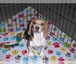 Small #7 Beagle