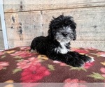 Small Photo #3 Bernedoodle (Miniature) Puppy For Sale in VERMONTVILLE, MI, USA