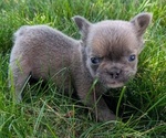 Small #10 French Bulldog