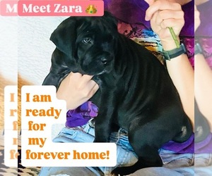 Cane Corso Dog for Adoption in WOODLAND HILLS, California USA