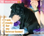 Image preview for Ad Listing. Nickname: Zara