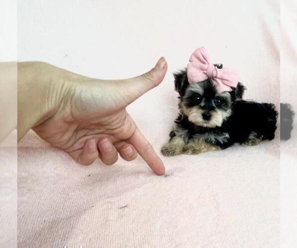 Medium Photo #17 Yorkshire Terrier Puppy For Sale in FORT LAUDERDALE, FL, USA