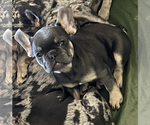 Small Photo #2 French Bulldog Puppy For Sale in PADUCAH, KY, USA