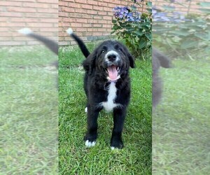Bernedoodle Puppy for Sale in BREMEN, Georgia USA