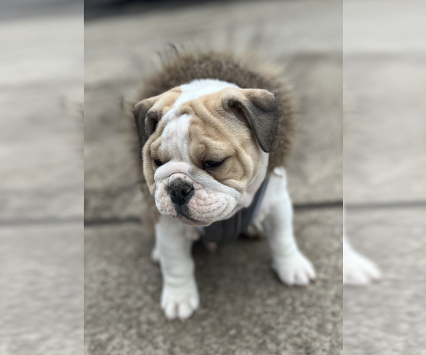 Medium Photo #8 Bulldog Puppy For Sale in LIBERTY, MO, USA