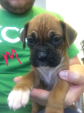 Medium Photo #1 Boxer Puppy For Sale in CLARKSVILLE, TN, USA