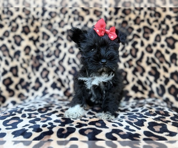 Medium Photo #8 Schnauzer (Miniature) Puppy For Sale in LAKELAND, FL, USA