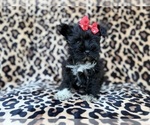 Zelda - Female Schnauzer (Miniature) Puppy for Sale - Photo #8