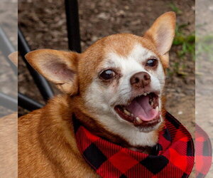 Charley - Male Chihuahua-Unknown Mix Dog for Adoption - Photo #18