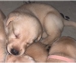 Small #2 Labrador Retriever