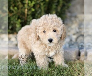 Bichpoo Puppy for sale in BIRD IN HAND, PA, USA