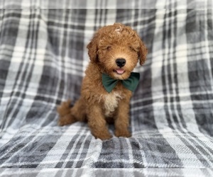 Aussiedoodle Miniature  Puppy for Sale in LAKELAND, Florida USA