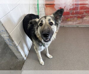 German Shepherd Dog Dogs for adoption in San Bernardino, CA, USA