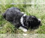 Small Photo #9 Border Collie Puppy For Sale in CARLISLE, KY, USA