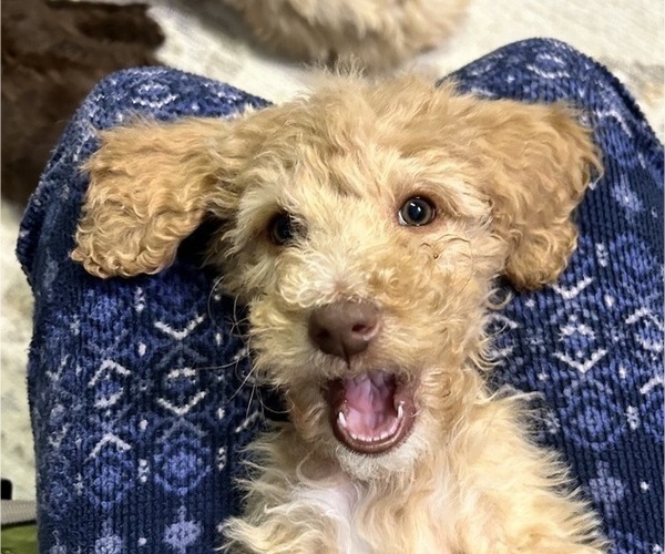 Medium Photo #26 Poodle (Standard) Puppy For Sale in GARDNERVILLE, NV, USA