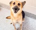 Small #1 German Shepherd Dog Mix