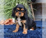 Small #2 Cavalier King Charles Spaniel