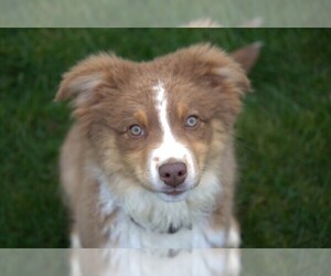 Australian Shepherd Puppy for sale in SALEM, OR, USA