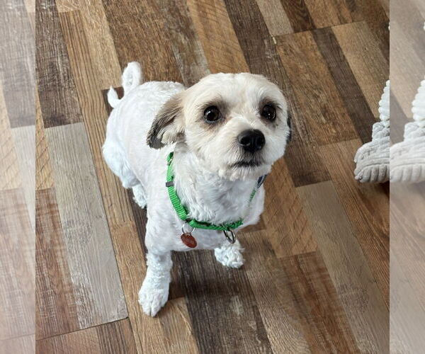Medium Photo #2 Mal-Shi Puppy For Sale in Fargo, ND, USA