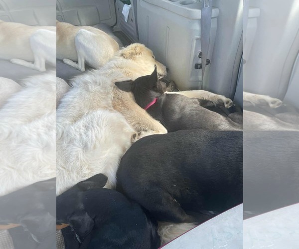 Medium Photo #4 Shepradors Puppy For Sale in La Grange , NC, USA