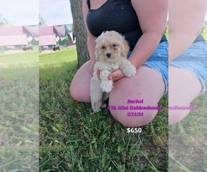 Goldendoodle (Miniature) Puppy for Sale in TOPEKA, Indiana USA