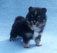 Small Photo #2 Pomeranian Puppy For Sale in N PALM BEACH, FL, USA