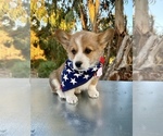 Small Photo #1 Pembroke Welsh Corgi Puppy For Sale in TRACY, CA, USA