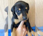 Small Photo #4 Doberman Pinscher Puppy For Sale in SAN DIEGO, CA, USA