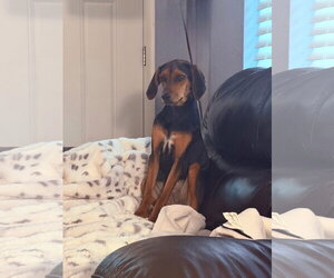 Miss Minnie - Female Doxle Dog for Adoption - Photo #2