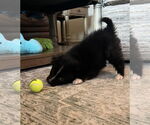 Small #7 Carolina Dog