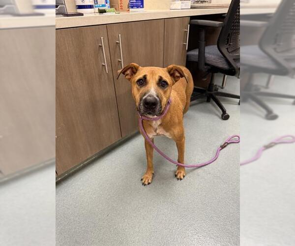 Medium Photo #1 Black Mouth Cur-Unknown Mix Puppy For Sale in Baytown, TX, USA