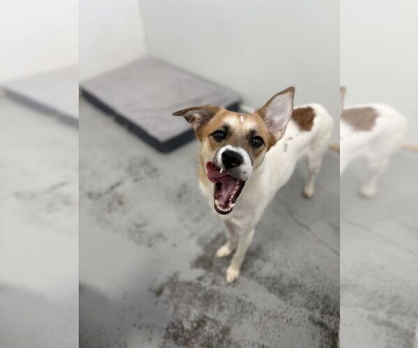 Medium Photo #1 Jack Russell Terrier Puppy For Sale in Studio City, CA, USA