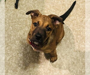 Sakura - Female Border Terrier-Chihuahua Mix Dog for Adoption - Photo #4